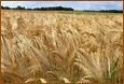 Jean et le champ de blé